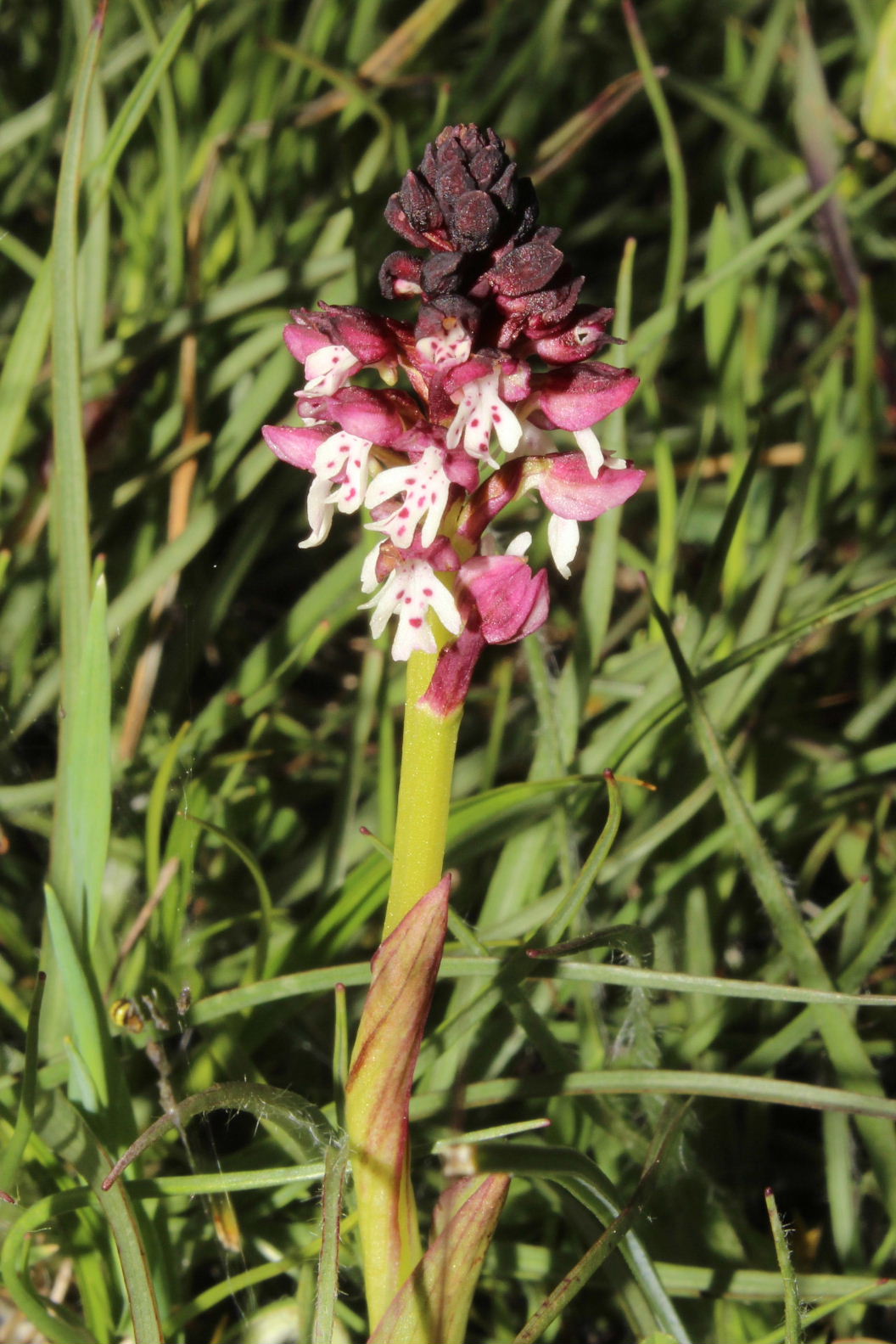 Orchidee dal promontorio del Gargano